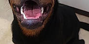 Rico participe au concours pour gagner de l'argent avec cette photo : animal, black, brown, cabinet, canine, dog, ears, eyes, floor, fur, happy, indoor, mouth, nose, pet, rottweiler, sitting, smiling, teeth, tongue