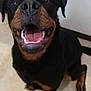 animal, black, brown, cabinet, canine, dog, ears, eyes, floor, fur, happy, indoor, mouth, nose, pet, rottweiler, sitting, smiling, teeth, tongue