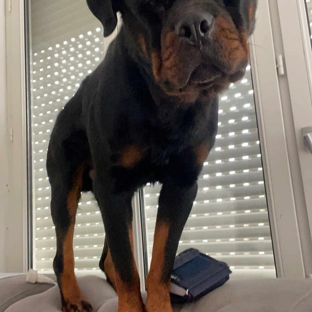 Rico a rejoint le concours — aidez-le/la à gagner de superbes lots ! animal, background, black_and_brown, blinds, canine, close_up, companion, curious, cushion, dog, domestic, furniture, house, indoors, paws, pet, portrait, rottweiler, standing, window