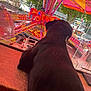Rico a rejoint le concours — aidez-le/la à gagner de superbes lots ! amusement_ride, animal, black_dog, bright, colorful, counter, daylight, dog, glass_window, leisure, neon_lights, outdoor, pet, playground, reflection, signs, street, summer, trees, vehicle