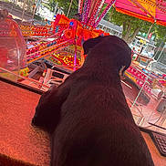 Rico a rejoint le concours — aidez-le/la à gagner de superbes lots ! amusement_ride, animal, black_dog, bright, colorful, counter, daylight, dog, glass_window, leisure, neon_lights, outdoor, pet, playground, reflection, signs, street, summer, trees, vehicle