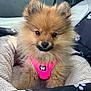 adorable, animal, close_up, companion, cozy, cute, dog, ears, face, fluffy, furry, indoors, nose, paw_print_pattern, pet, pet_bed, pink_harness, puppy, resting, small_dog