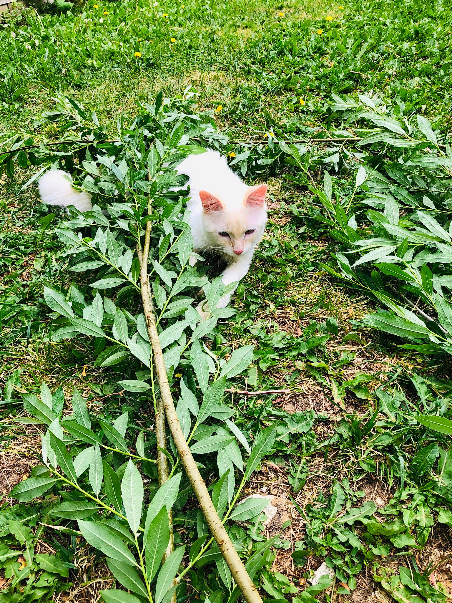 Paco participe au concours pour gagner de l'argent avec cette photo : flower, flowering_plant, grass, herb, plant