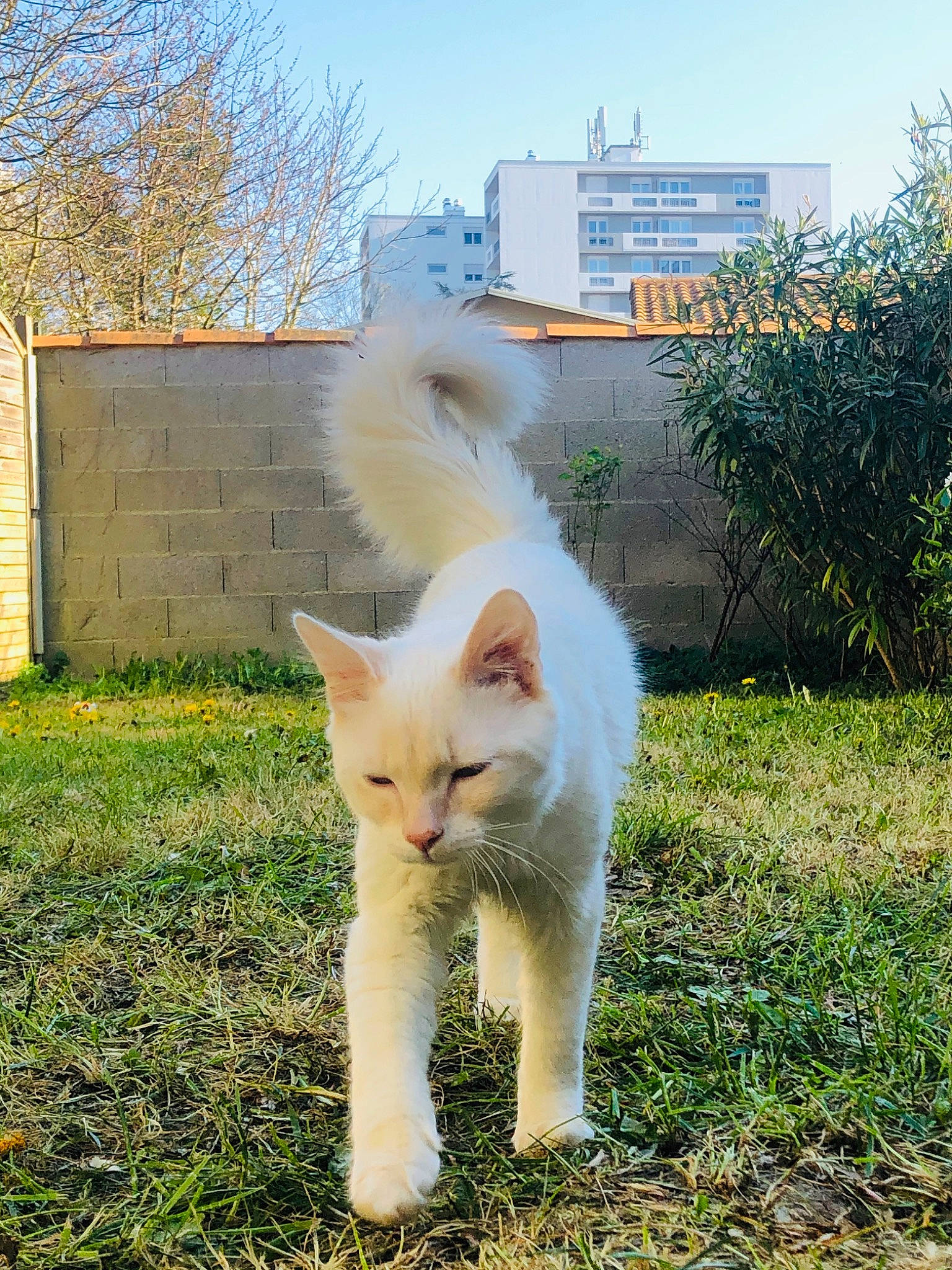 Paco a rejoint le concours — aidez-le/la à gagner de superbes lots ! carnivore, cat, fawn, felidae, fur, grass, kitten, mammal, sky, small_to_medium_sized_cats, tail, turkish_angora, turkish_van, vertebrate, whiskers, wildlife