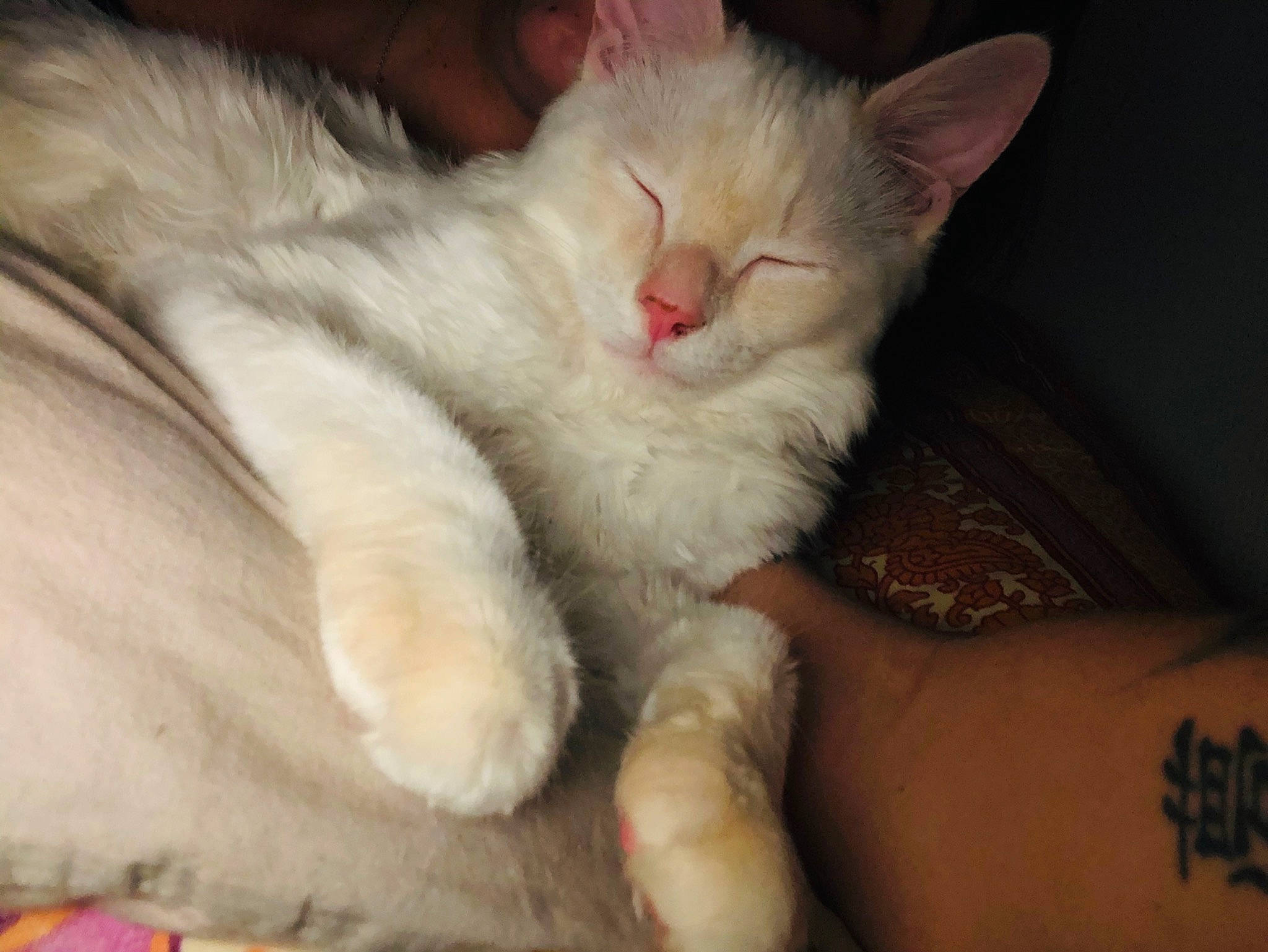 Paco participe au concours pour gagner de l'argent avec cette photo : asian, carnivore, cat, claw, domestic_long_haired_cat, ear, felidae, fur, kitten, mammal, nap, nose, paw, polydactyl_cat, skin, sleep, small_to_medium_sized_cats, turkish_angora, turkish_van, whiskers