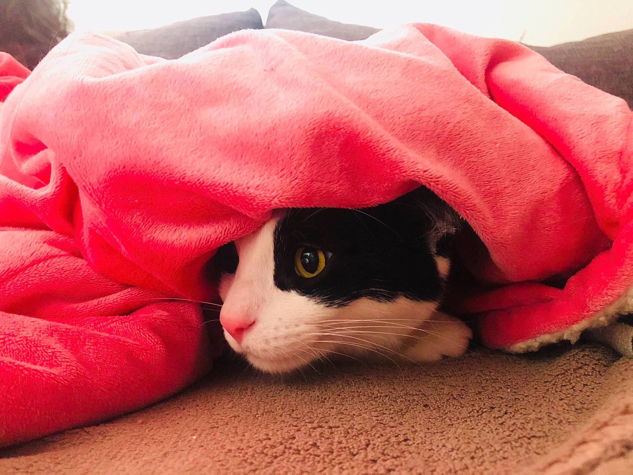 Peper participe au concours pour gagner de l'argent avec cette photo : carnivore, cat, eye, felidae, fur, kitten, nap, pink, small_to_medium_sized_cats, snout, whiskers