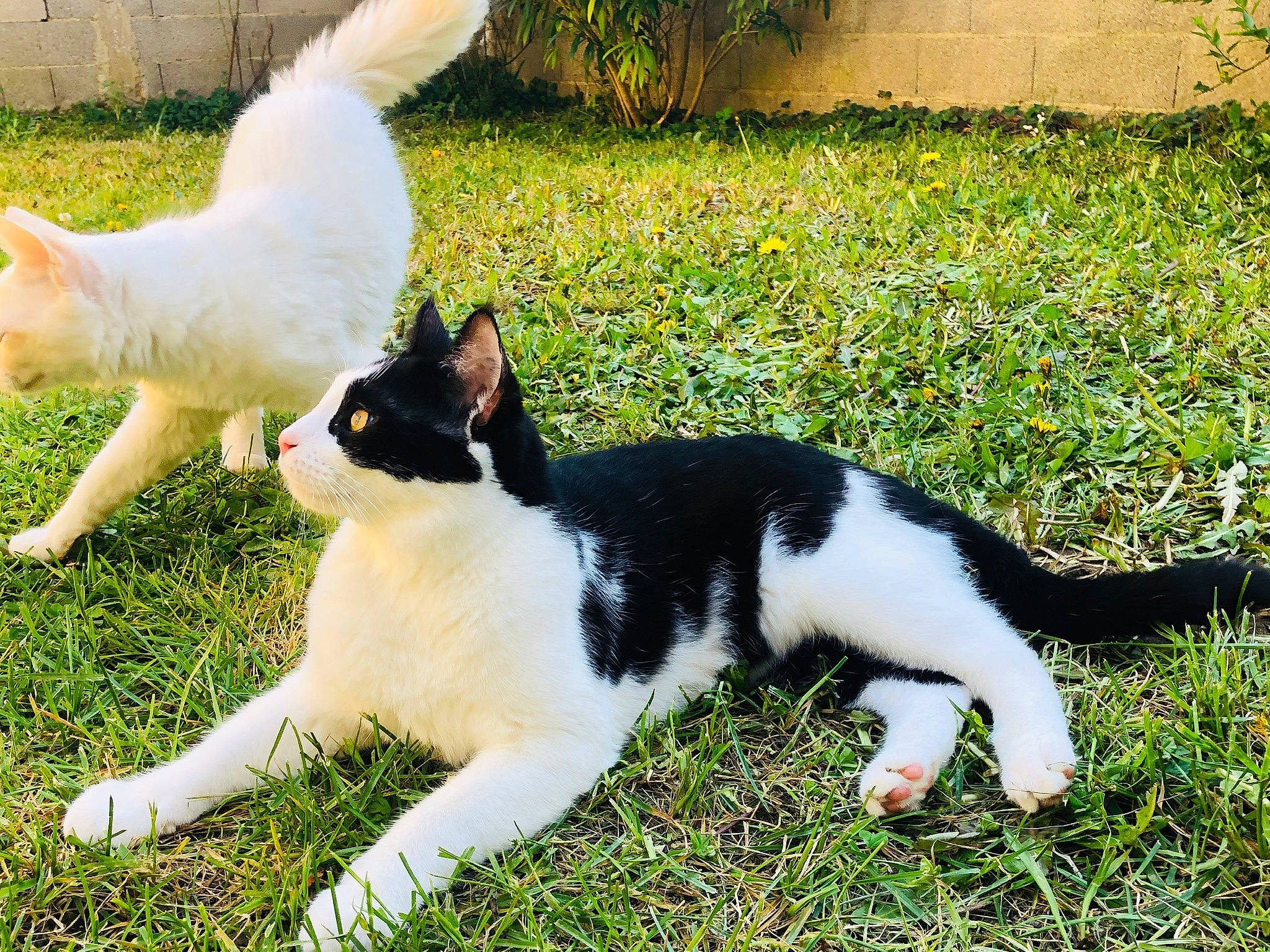 Peper a rejoint le concours — aidez-le/la à gagner de superbes lots ! canidae, carnivore, cat, companion_dog, dog, dog_breed, felidae, grass, mammal, plant, small_to_medium_sized_cats, sporting_group, tail, vertebrate, whiskers