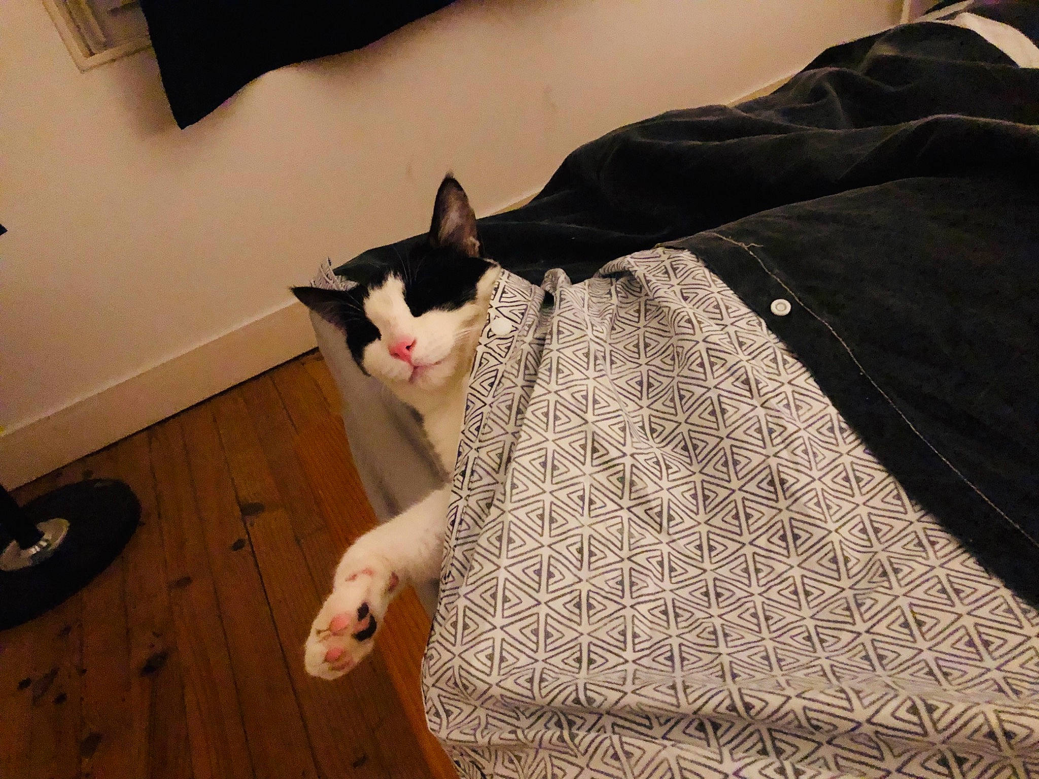 Peper participe au concours pour gagner de l'argent avec cette photo : carnivore, cat, domestic_short_haired_cat, fawn, felidae, floor, flooring, furniture, hardwood, leg, mammal, room, small_to_medium_sized_cats, snout, tail, whiskers, wood