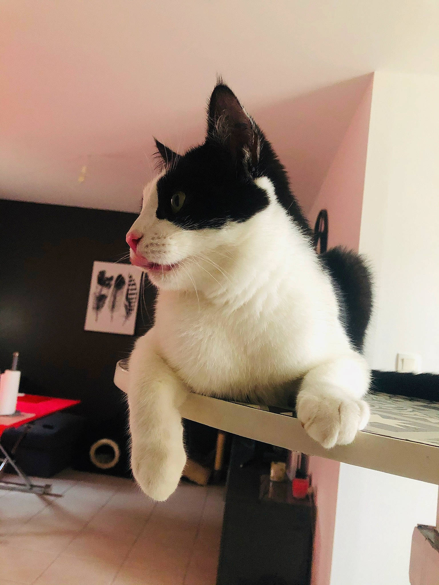 Peper a rejoint le concours — aidez-le/la à gagner de superbes lots ! black_and_white, carnivore, cat, domestic_short_haired_cat, felidae, fur, japanese_bobtail, kitten, polydactyl_cat, small_to_medium_sized_cats, tail, whiskers, white