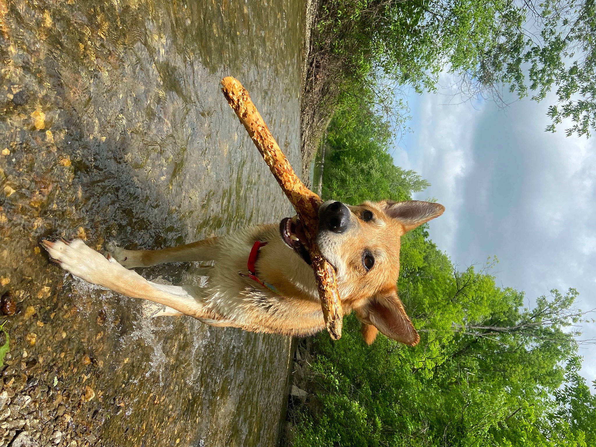 Dingo is registered to the contest to win money with this photo: canidae, carnivore, cloud, fawn, felidae, giraffe, grass, leisure, plant, recreation, sky, soil, sporting_group, tail, terrestrial_animal, tree, trunk, twig, wildlife, wood