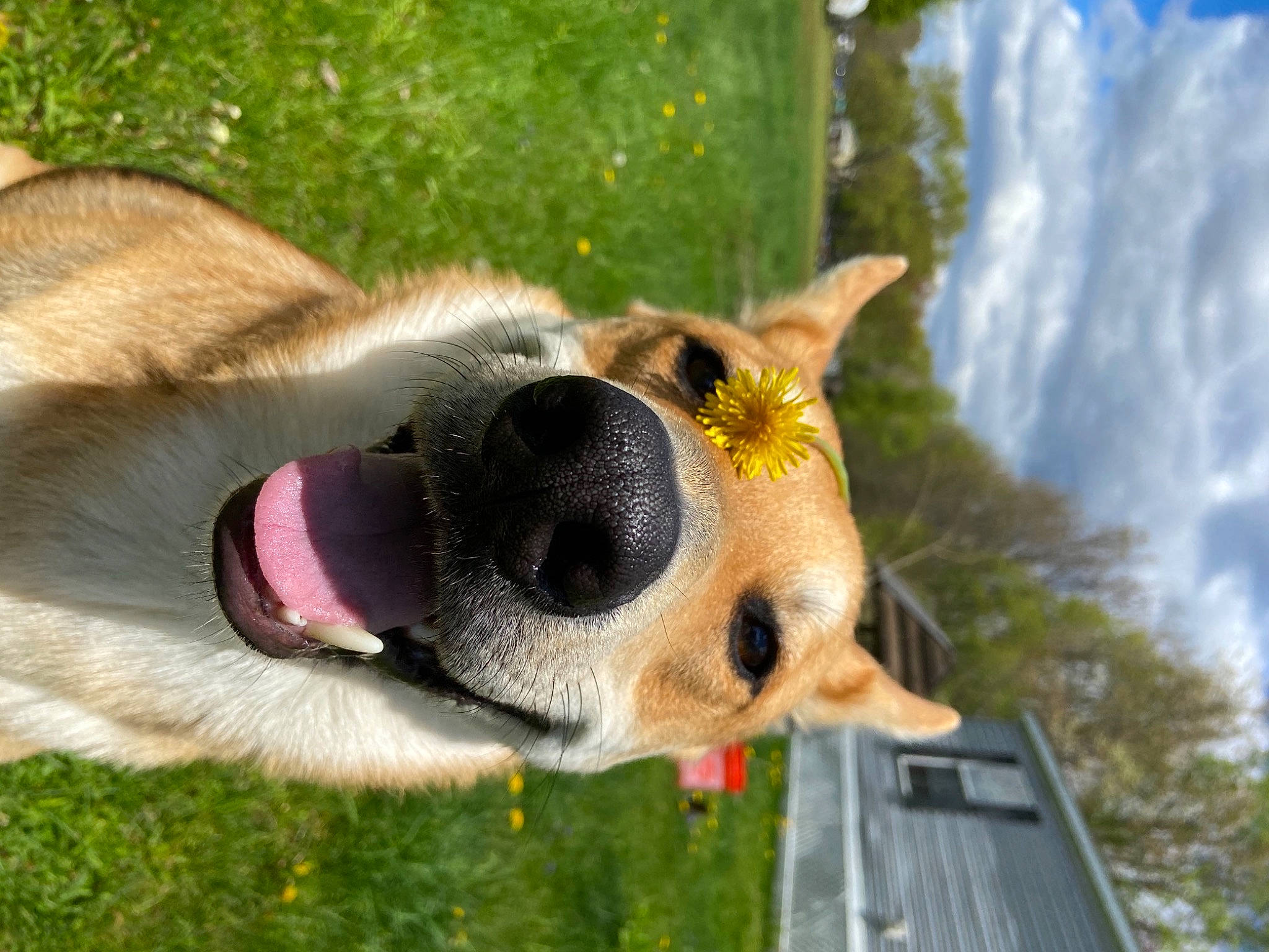 Dingo joined the competition — help win amazing prizes! canidae, carnivore, close_up, cloud, collar, companion_dog, dog, dog_breed, eye, fawn, grass, head, house, plant, sky, snout, sporting_group, sunglasses, tree, whiskers