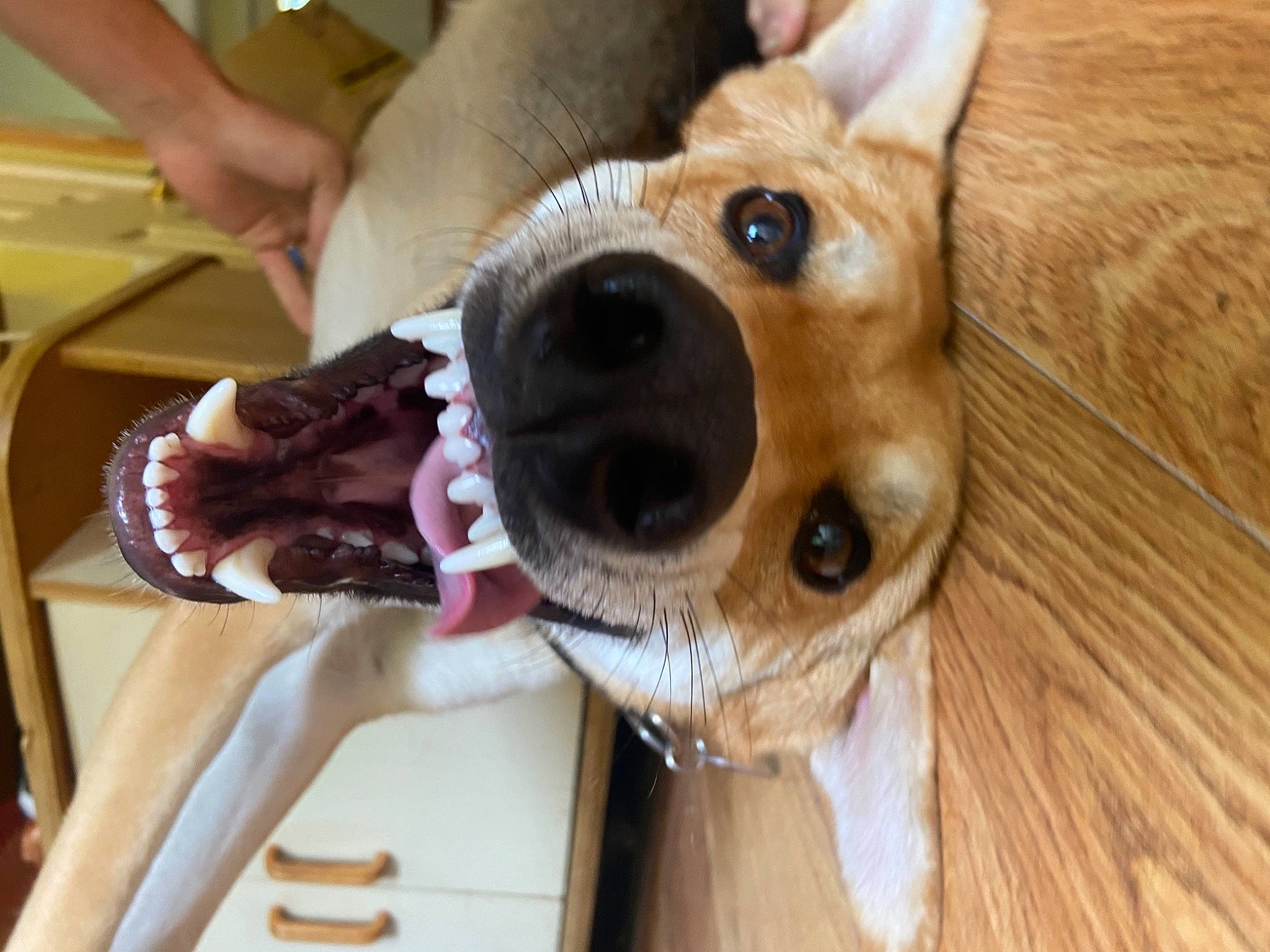 Dingo is registered to the contest to win money with this photo: carnivore, collar, companion_dog, dog, dog_breed, dog_collar, ear, fawn, fur, hardwood, jaw, plush, selfie, snout, spitz, sporting_group, stuffed_toy, whiskers, wood, working_animal