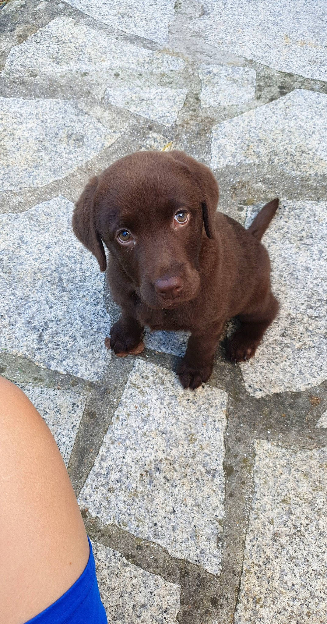 Nutella participe au concours pour gagner de l'argent avec cette photo : art, canidae, carnivore, companion_dog, dog, dog_breed, fawn, fur, gun_dog, hunting_dog, liver, snout, sporting_group, terrestrial_animal, working_animal