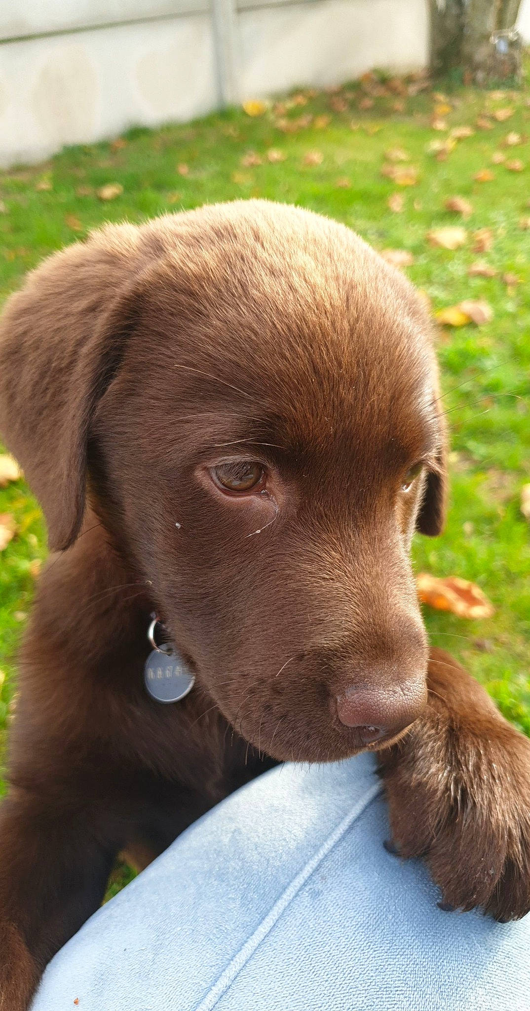 Nutella a rejoint le concours — aidez-le/la à gagner de superbes lots ! borador, canidae, carnivore, collar, companion_dog, dog, dog_breed, dog_collar, ear, fawn, fur, grass, gun_dog, liver, plant, pointing_breed, retriever, terrestrial_animal, whiskers, working_animal