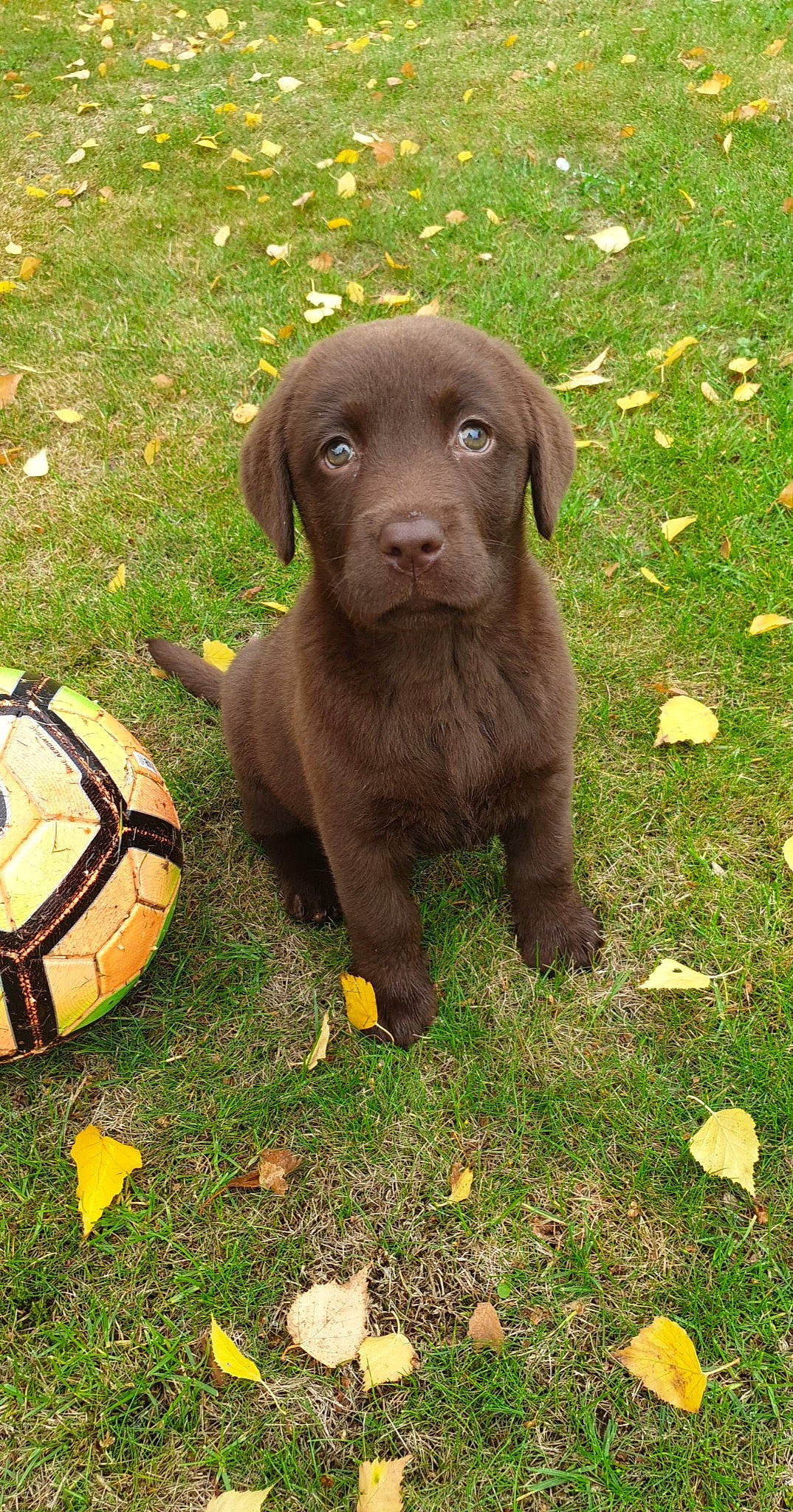 Nutella a rejoint le concours — aidez-le/la à gagner de superbes lots ! ball, canidae, carnivore, companion_dog, dog, dog_breed, fawn, football, fur, grass, groundcover, gun_dog, liver, plant, sculpture, snout, sporting_group, sports_equipment, terrestrial_animal, working_animal