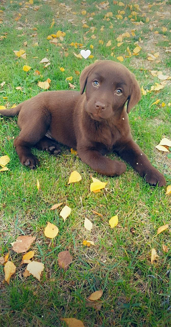 Nutella participe au concours pour gagner de l'argent avec cette photo : brown, canidae, carnivore, companion_dog, dog, dog_breed, fawn, grass, groundcover, gun_dog, hunting_dog, liver, plant, sporting_group, terrestrial_animal, working_animal