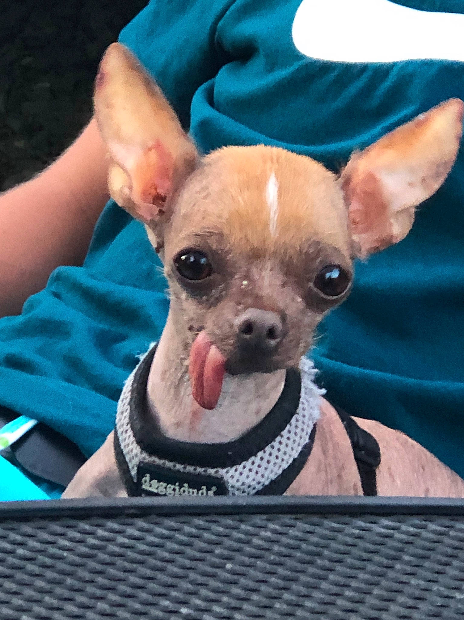 Princess Genevieve is registered to the contest to win money with this photo: ancient_dog_breeds, canidae, carnivore, chihuahua, companion_dog, dog, dog_breed, ear, fawn, mammal, puppy, rare_breed_dog, snout, toy_dog, vertebrate, whiskers