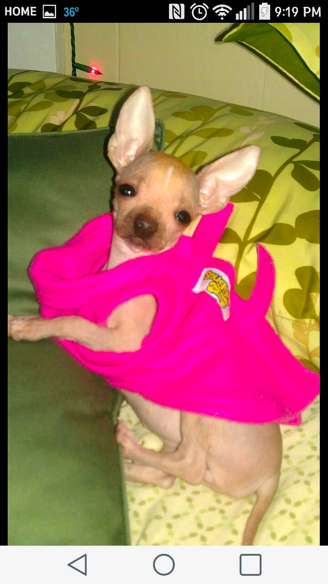 Princess Genevieve is registered to the contest to win money with this photo: american_hairless_terrier, canidae, carnivore, chihuahua, companion_dog, dog, dog_breed, dog_clothes, fawn, mammal, non_sporting_group, pink, russkiy_toy, snout, toy_dog, vertebrate