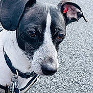 Kiko is registered to the contest to win money with this photo: dog, black_and_white, close_up, pavement, ears, collar, tags, pet, animal, outdoor, canine, portrait, leash, fur, snout, expression, walking, daylight, companion, mammal