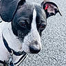 dog, black_and_white, close_up, pavement, ears, collar, tags, pet, animal, outdoor, canine, portrait, leash, fur, snout, expression, walking, daylight, companion, mammal