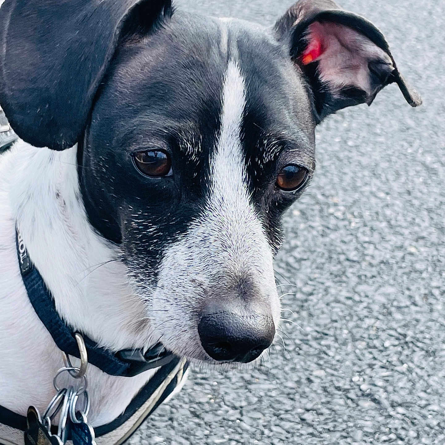 Kiko is registered to the contest to win money with this photo: dog, black_and_white, close_up, pavement, ears, collar, tags, pet, animal, outdoor, canine, portrait, leash, fur, snout, expression, walking, daylight, companion, mammal