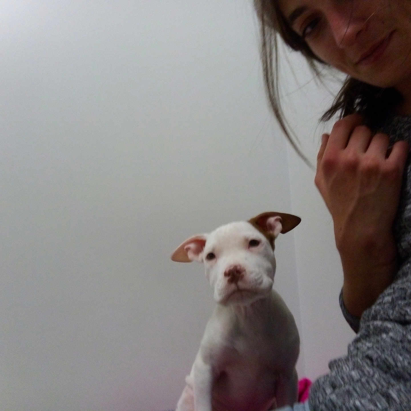 Rambu joined the competition — help win amazing prizes! brown_ears, casual_clothing, closeup, companion, cute, dog, domestic_animal, friendly, human, indoor, light_background, person, pet, puppy, short_hair, sitting, smiling, white_dog, woman, young_dog