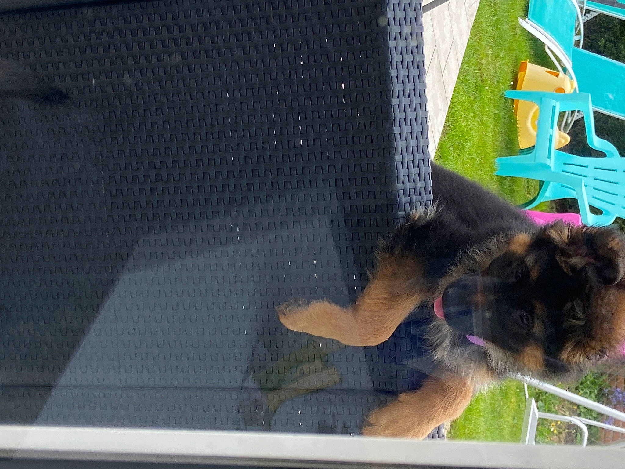 Maya participe au concours pour gagner de l'argent avec cette photo : canidae, carnivore, dog, dog_breed, fawn, felidae, fur, german_shepherd_dog, grass, old_german_shepherd_dog, pet_supply, plant, small_to_medium_sized_cats, snout, sporting_group, tail, tree, vehicle_door, window, windshield