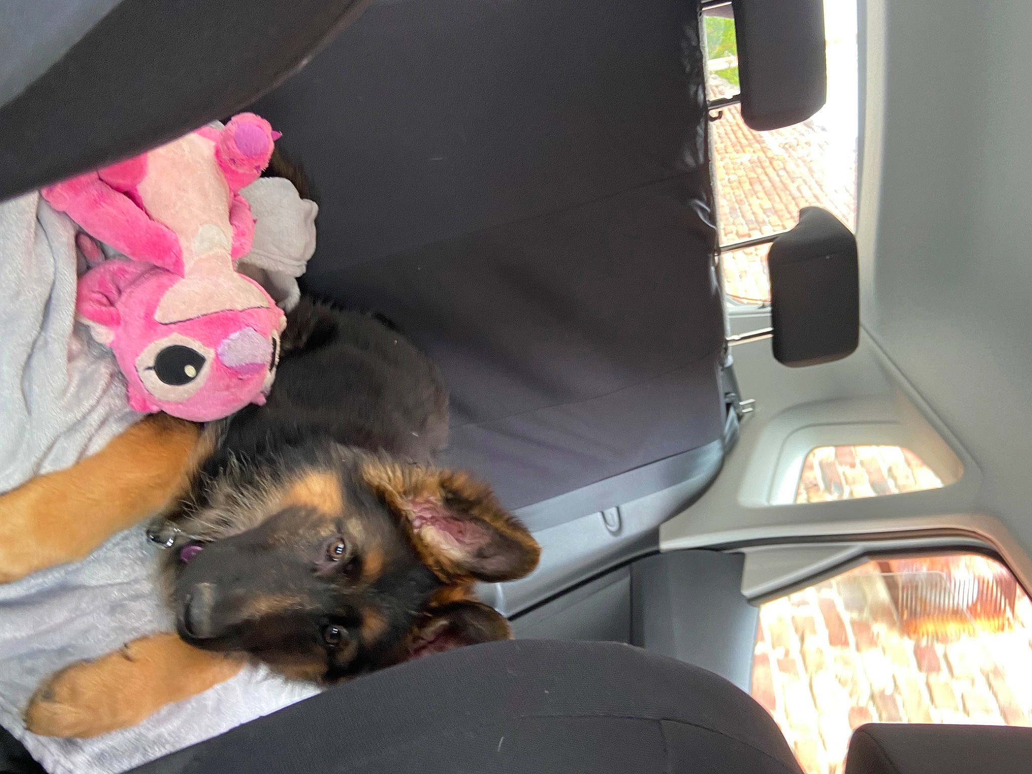 Maya a rejoint le concours — aidez-le/la à gagner de superbes lots ! auto_part, automotive_exterior, automotive_lighting, automotive_mirror, car_seat, carnivore, comfort, companion_dog, dog, dog_breed, fawn, felidae, motor_vehicle, personal_luxury_car, seat_belt, small_to_medium_sized_cats, toy_dog, vehicle, vehicle_door, windshield