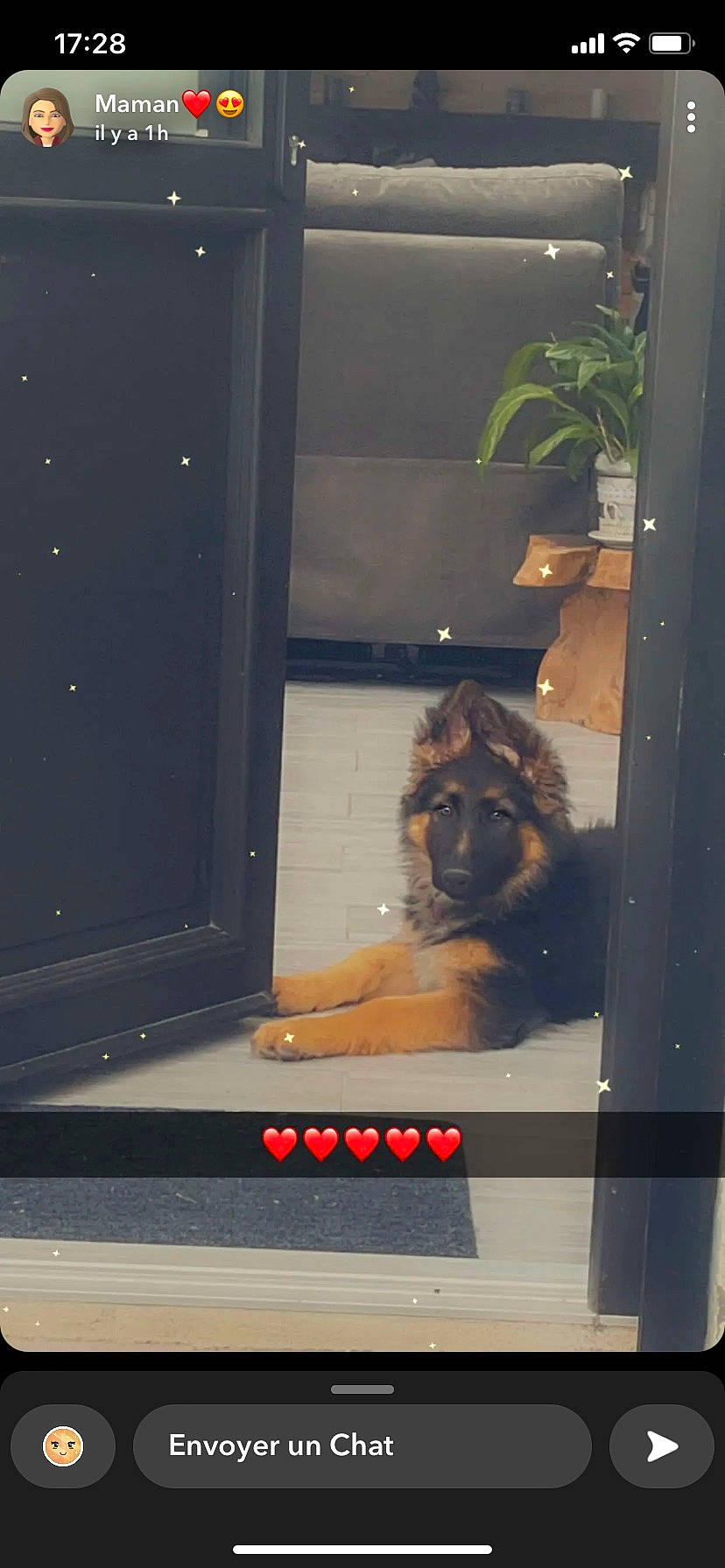 Maya a rejoint le concours — aidez-le/la à gagner de superbes lots ! art, canidae, carnivore, companion_dog, dog_breed, felidae, flowerpot, fur, glass, home_door, houseplant, plant, poster, room, small_to_medium_sized_cats, sporting_group, tints_and_shades, whiskers, window, wood