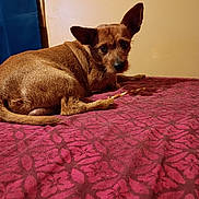 Scooby Doo joined the competition — help win amazing prizes! dog, brown, bed, patterned_bedspread, indoor, looking_back, ears, small_dog, resting, furniture, curious, pet, canine, animal, wall, blanket, cozy, domestic, companion, sleeping_area