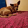 dog, brown, bed, patterned_bedspread, indoor, looking_back, ears, small_dog, resting, furniture, curious, pet, canine, animal, wall, blanket, cozy, domestic, companion, sleeping_area