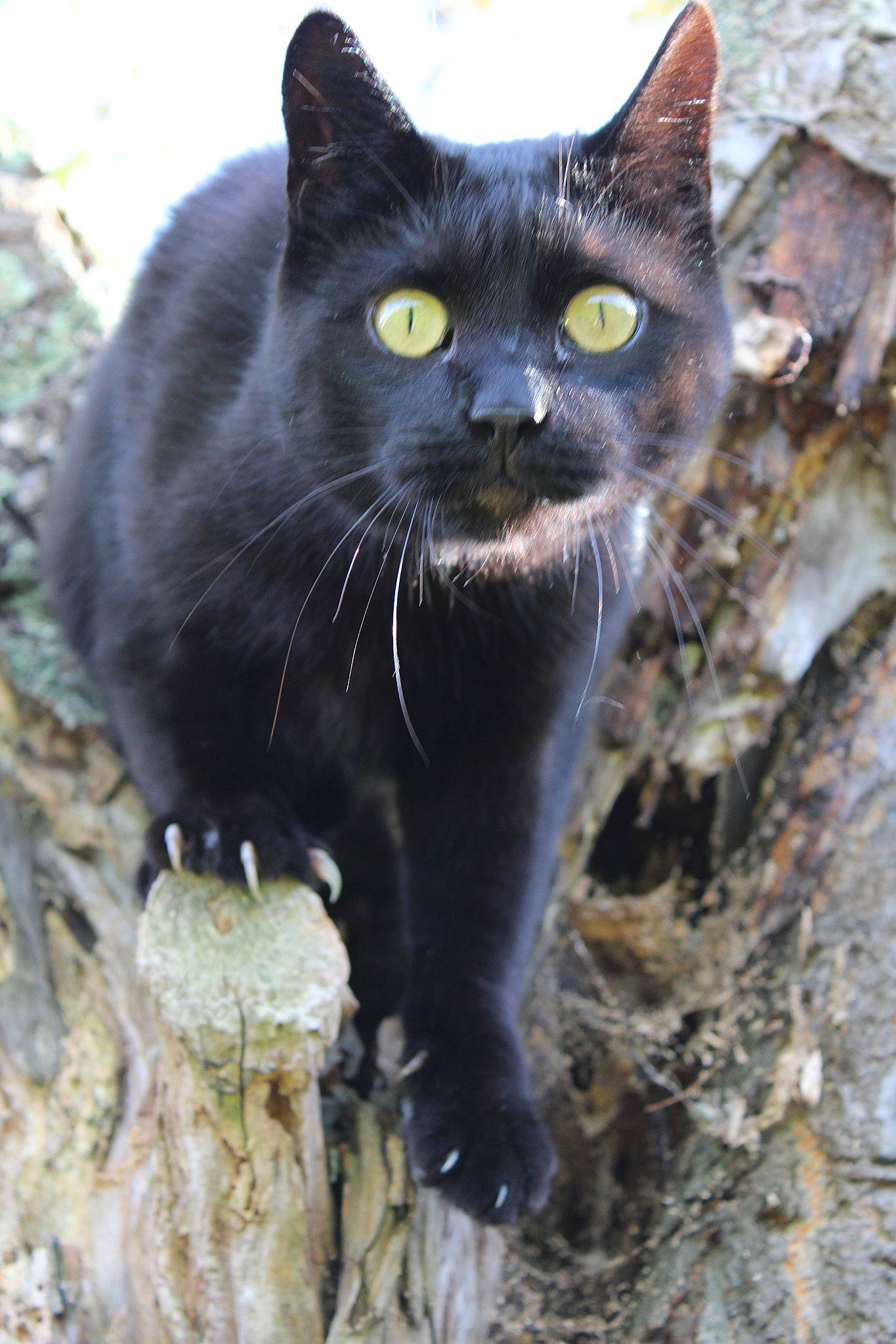 Gianni participe au concours pour gagner de l'argent avec cette photo : asian, black_cat, bombay, burmese, carnivore, cat, domestic_short_haired_cat, eye, felidae, mammal, small_to_medium_sized_cats, snout, whiskers, wild_cat