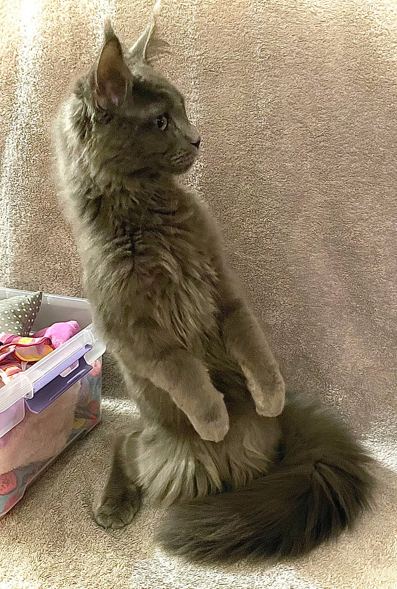 Elliot is registered to the contest to win money with this photo: box, carnivore, cat, cat_toy, claw, domestic_short_haired_cat, fawn, felidae, flooring, fur, grey, paw, sitting, small_to_medium_sized_cats, snout, tail, terrestrial_animal, whiskers