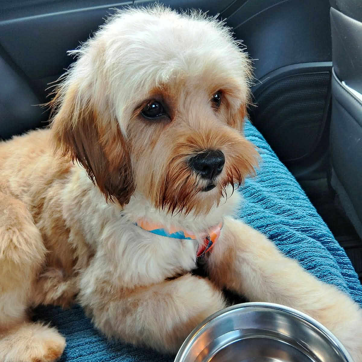 Charlie joined the competition — help win amazing prizes! animal, blanket, canine, car_interior, collar, companion, cute, dog, domestic_animal, fluffy, fur, golden, indoors, pet, puppy, relaxed, resting, seat, water_bowl, window