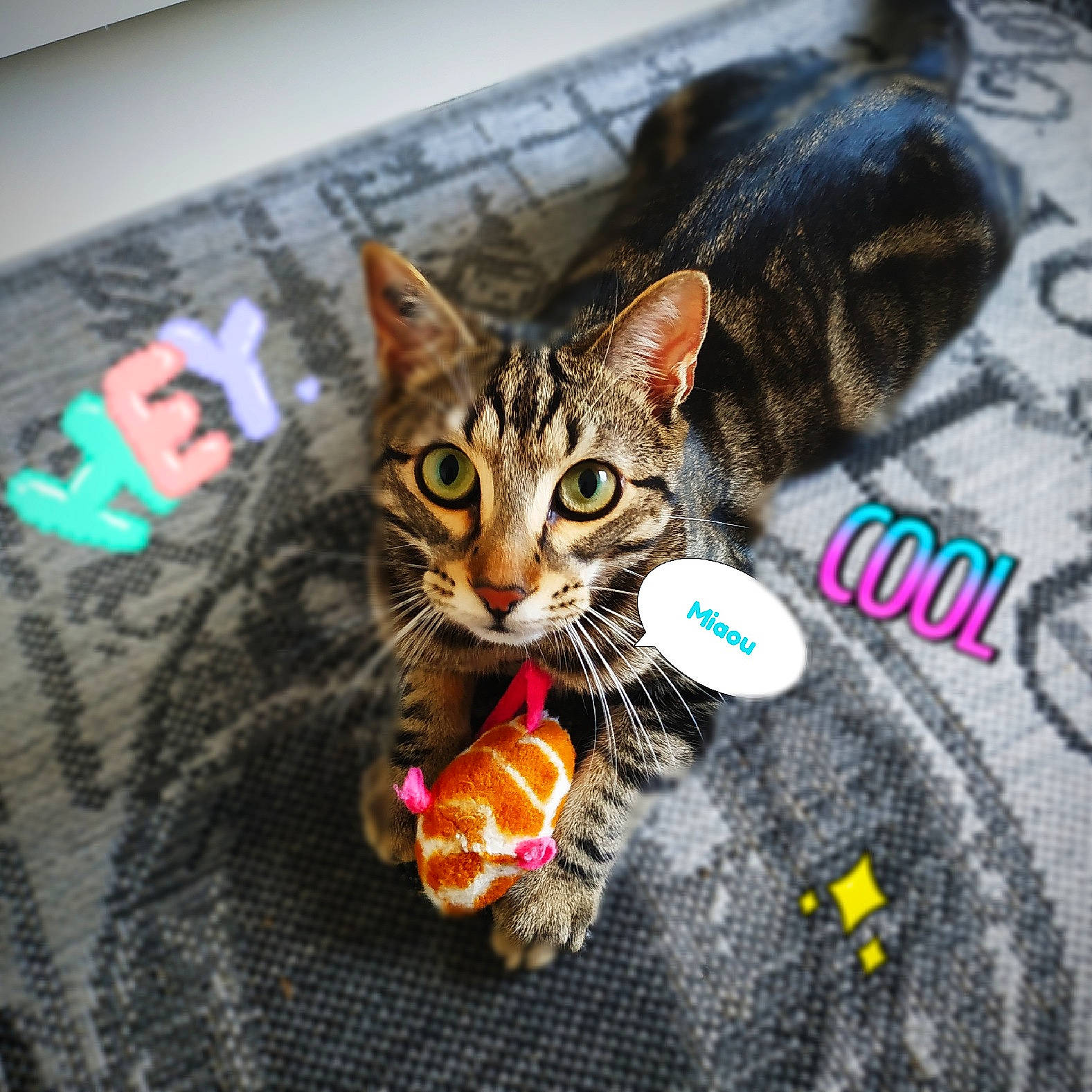 Timba a rejoint le concours — aidez-le/la à gagner de superbes lots ! aegean_cat, american_shorthair, asian, bengal, california_spangled, carnivore, cat, domestic_short_haired_cat, dragon_li, european_shorthair, eye, felidae, kitten, ocicat, organism, pixie_bob, small_to_medium_sized_cats, tabby_cat, toyger, whiskers