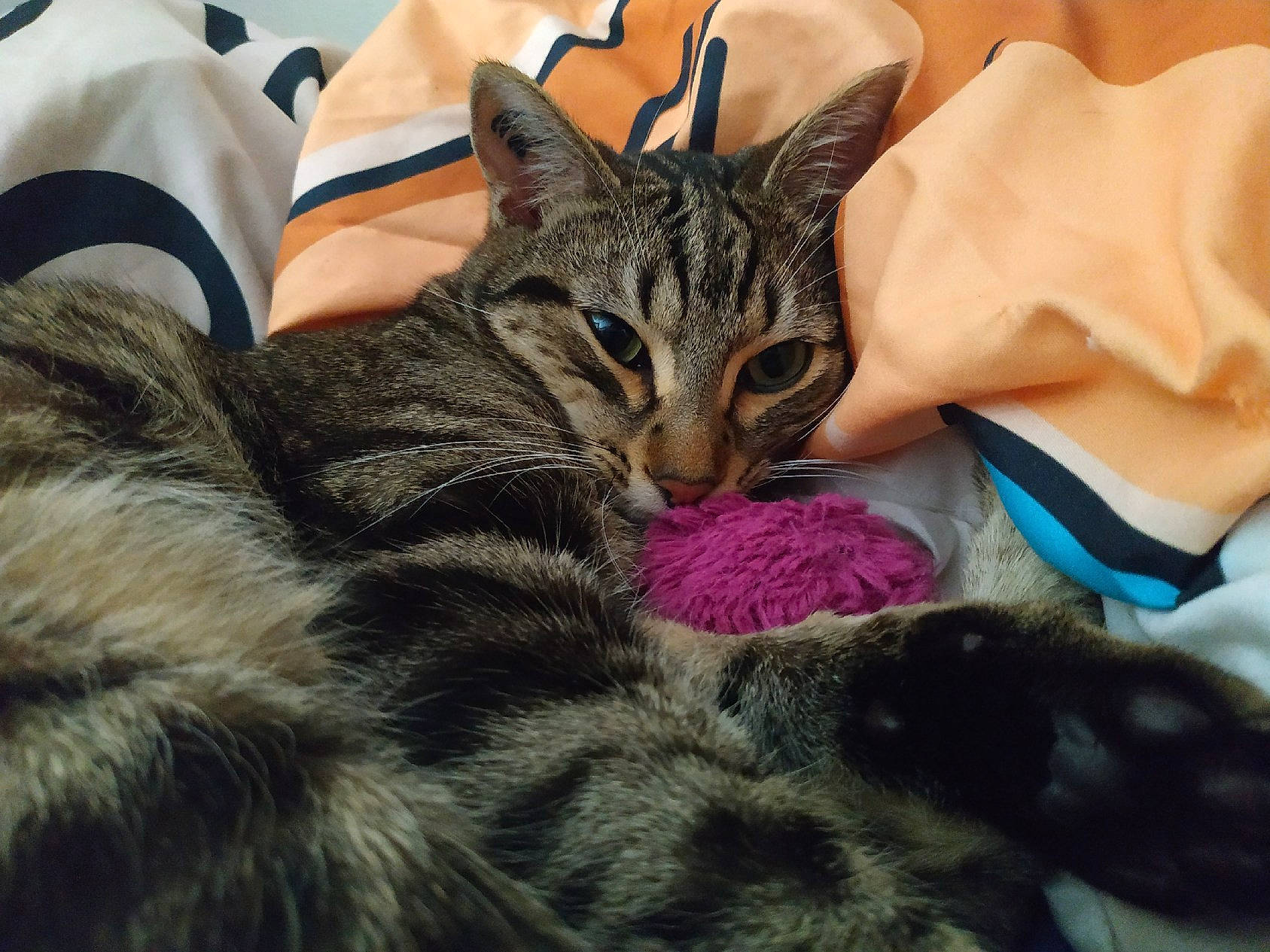 Timba a rejoint le concours — aidez-le/la à gagner de superbes lots ! american_shorthair, american_wirehair, asian, bengal, carnivore, cat, domestic_short_haired_cat, dragon_li, egyptian_mau, european_shorthair, felidae, fur, kitten, mammal, nap, paw, small_to_medium_sized_cats, snout, tabby_cat, whiskers