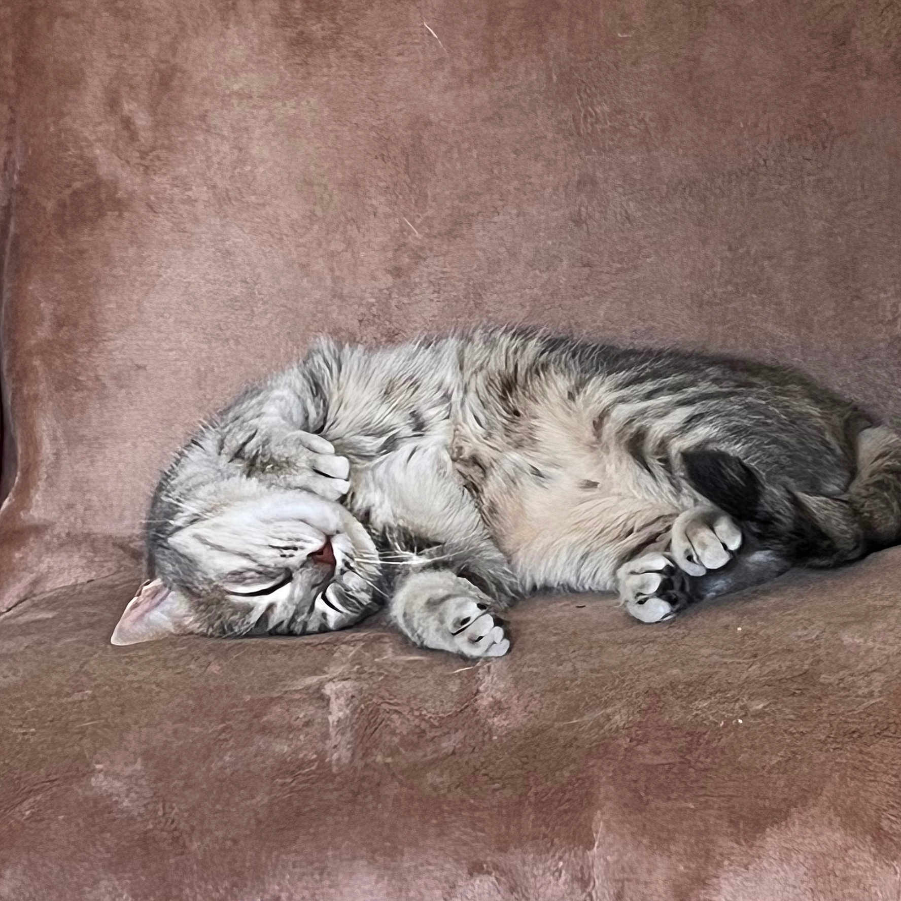 Crystel Fumard participe au concours pour gagner de l'argent avec cette photo : animal, cat, comfort, companion, couch, cozy, cute, domestic, fur, furniture, indoors, lazy, mammal, paws, pet, relaxation, resting, sleeping, tabby, whiskers