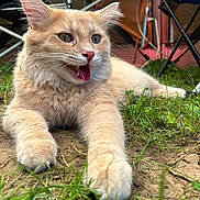 Peaches joined the competition — help win amazing prizes! adventure, animal, camping, cat, close_up, cute, funny_expression, fur, grass, nature, orange_cat, outdoor, paw, pet, playful, relaxed, summer, tent, tongue_out, whiskers