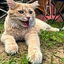 adventure, animal, camping, cat, close_up, cute, funny_expression, fur, grass, nature, orange_cat, outdoor, paw, pet, playful, relaxed, summer, tent, tongue_out, whiskers