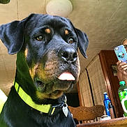 Kalisi joined the competition — help win amazing prizes! animal, bottle, ceiling_light, closeup, collar, dog, domestic, furniture, green_collar, hand, indoor, person, pet, phone, portrait, rottweiler, table, tongue_out, wall, wooden_chair