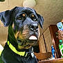animal, bottle, ceiling_light, closeup, collar, dog, domestic, furniture, green_collar, hand, indoor, person, pet, phone, portrait, rottweiler, table, tongue_out, wall, wooden_chair