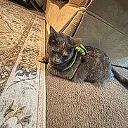 Moon is registered to the contest to win money with this photo: cat, indoor, carpet, rug, couch, pet, feline, animal, toy, beige, gray_cat, relaxed, home, floor, cozy, fur, mammal, domestic_animal, cute, resting