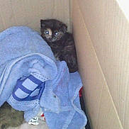 Luna a rejoint le concours — aidez-le/la à gagner de superbes lots ! animal, blue_towel, cardboard_box, cat, corner, cozy, curious, cute, domestic, fur, hidden, indoor, kitten, pet, resting, shy, small, soft, towel, young