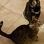 cat, cats, tiled_floor, indoor, pet, animal, feline, curious, tabby_cat, tortoiseshell_cat, two_animals, looking_up, whiskers, ears, tail, fur, domestic_animal, companions, floor_tiles, quiet