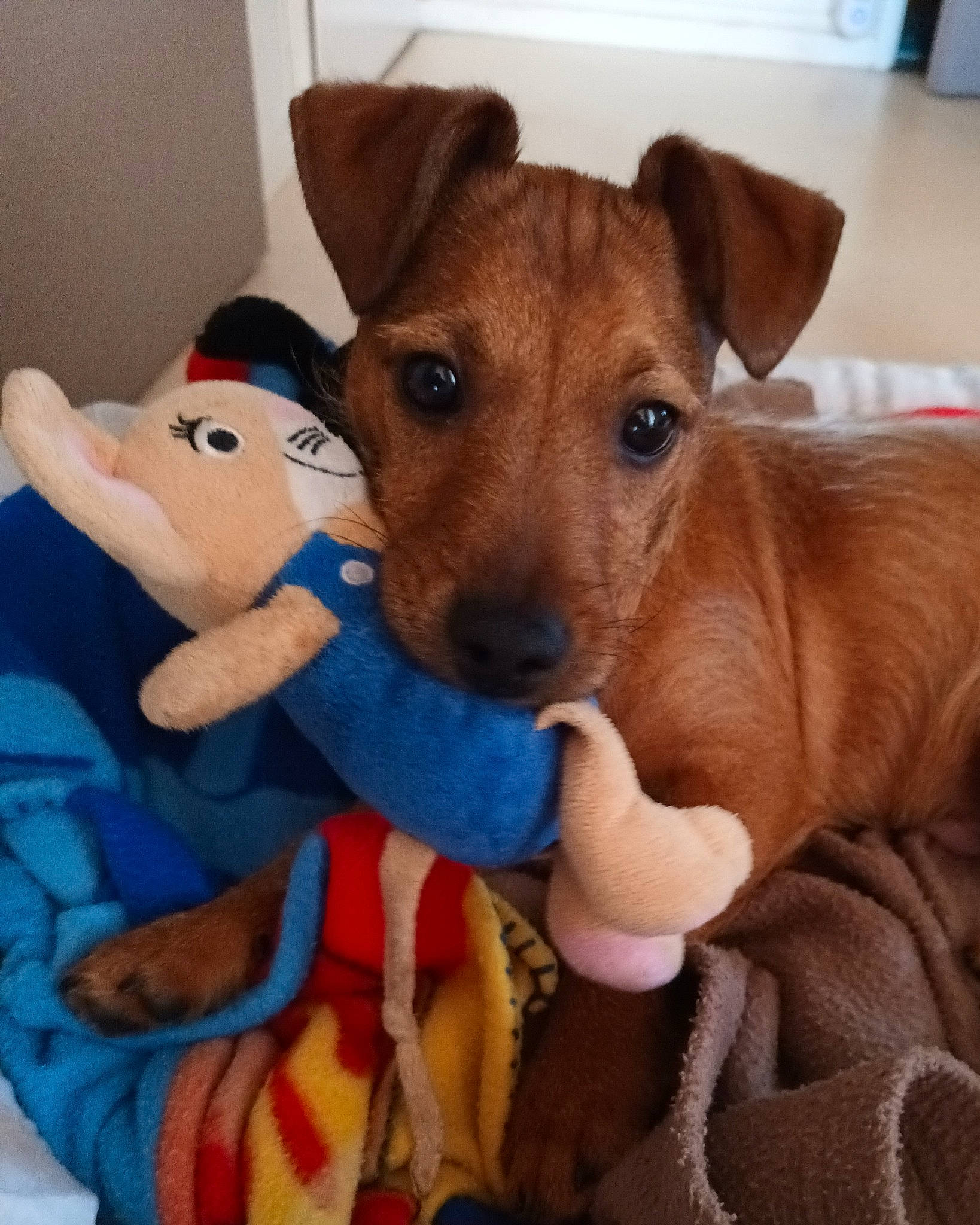 Looky participe au concours pour gagner de l'argent avec cette photo : canidae, carnivore, collar, comfort, companion_dog, dog, dog_bed, dog_breed, dog_clothes, dog_supply, ear, fawn, fur, pet_supply, snout, sporting_group, toy, vertebrate, whiskers, working_animal