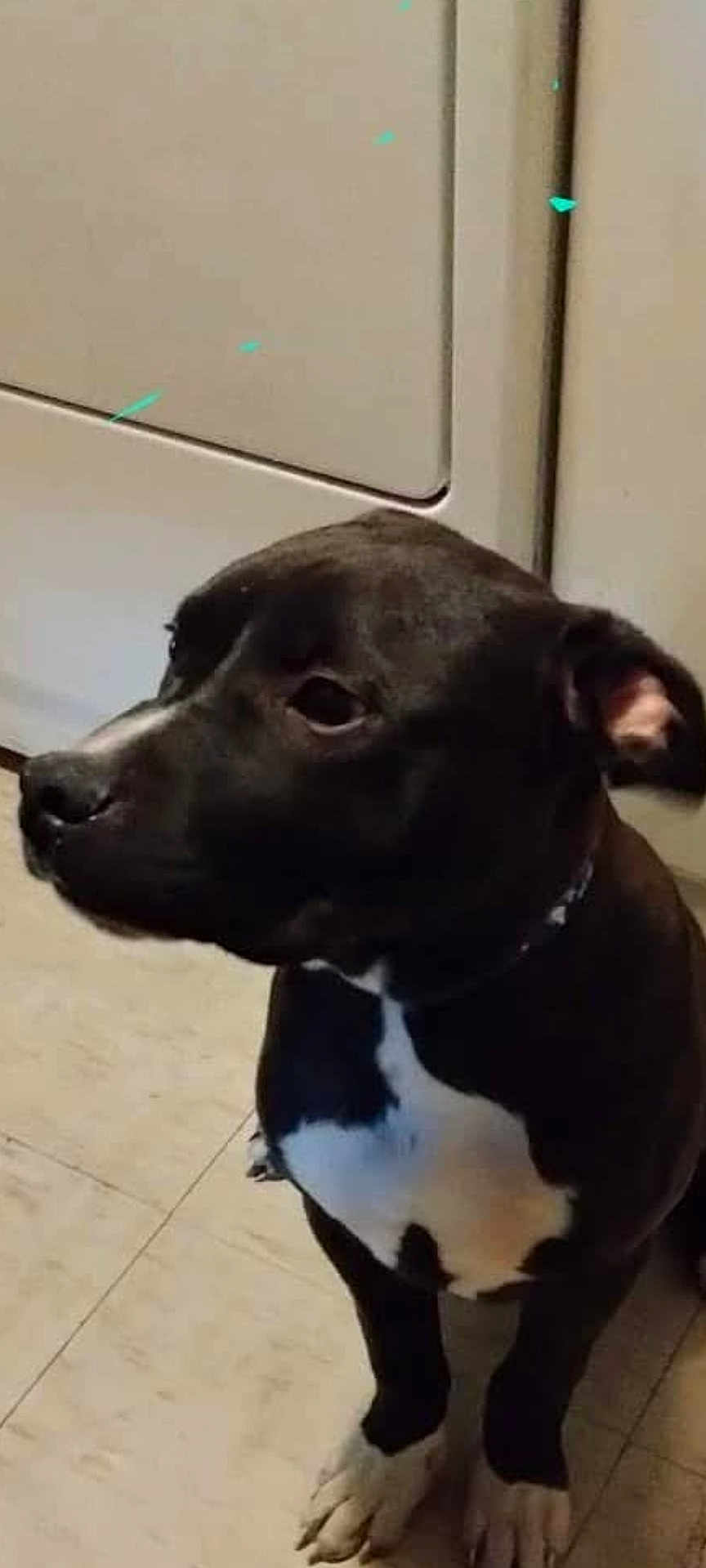 Cane
