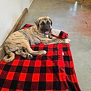 Pheonix joined the competition — help win amazing prizes! animal, black, blanket, brindle, canine, checkered, concrete_floor, cute, dog, domestic, floor, fur, happy, indoor, pet, puppy, red, resting, smiling, wooden_wall