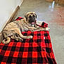 animal, black, blanket, brindle, canine, checkered, concrete_floor, cute, dog, domestic, floor, fur, happy, indoor, pet, puppy, red, resting, smiling, wooden_wall