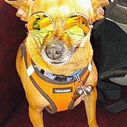 Ruby-Soo joined the competition — help win amazing prizes! dog, small_dog, orange_harness, sunglasses, yellow_lenses, pet_accessory, indoor, maroon_surface, mesh_backpack, cute, animal, canine, looking_up, collar, tags, reflection, portrait, pet, stylish, companion