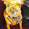 dog, small_dog, orange_harness, sunglasses, yellow_lenses, pet_accessory, indoor, maroon_surface, mesh_backpack, cute, animal, canine, looking_up, collar, tags, reflection, portrait, pet, stylish, companion
